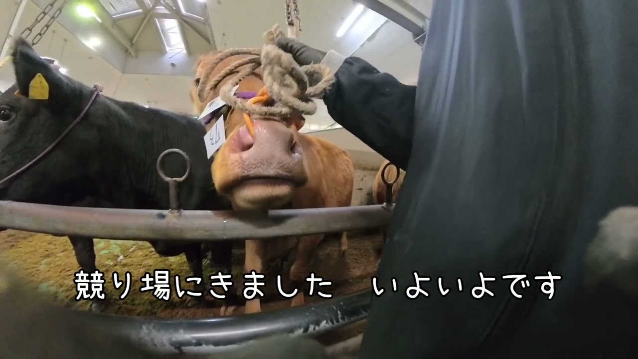 赤牛を売って買う
