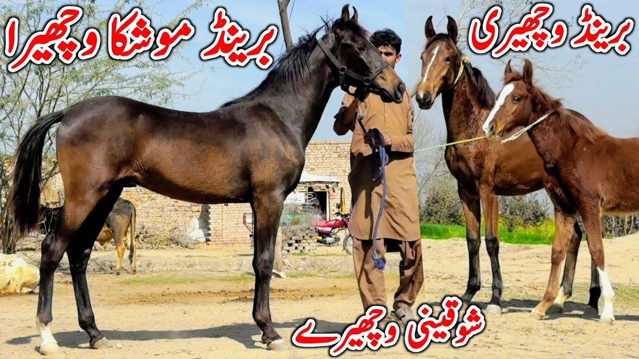 Kumait Wacheri For Sale 🐎 | Horse Sale & Purchase Point in Pakistan | Horse In Punjab 