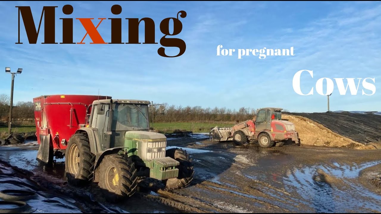 Mixing for pregnant Cows | Farm Life