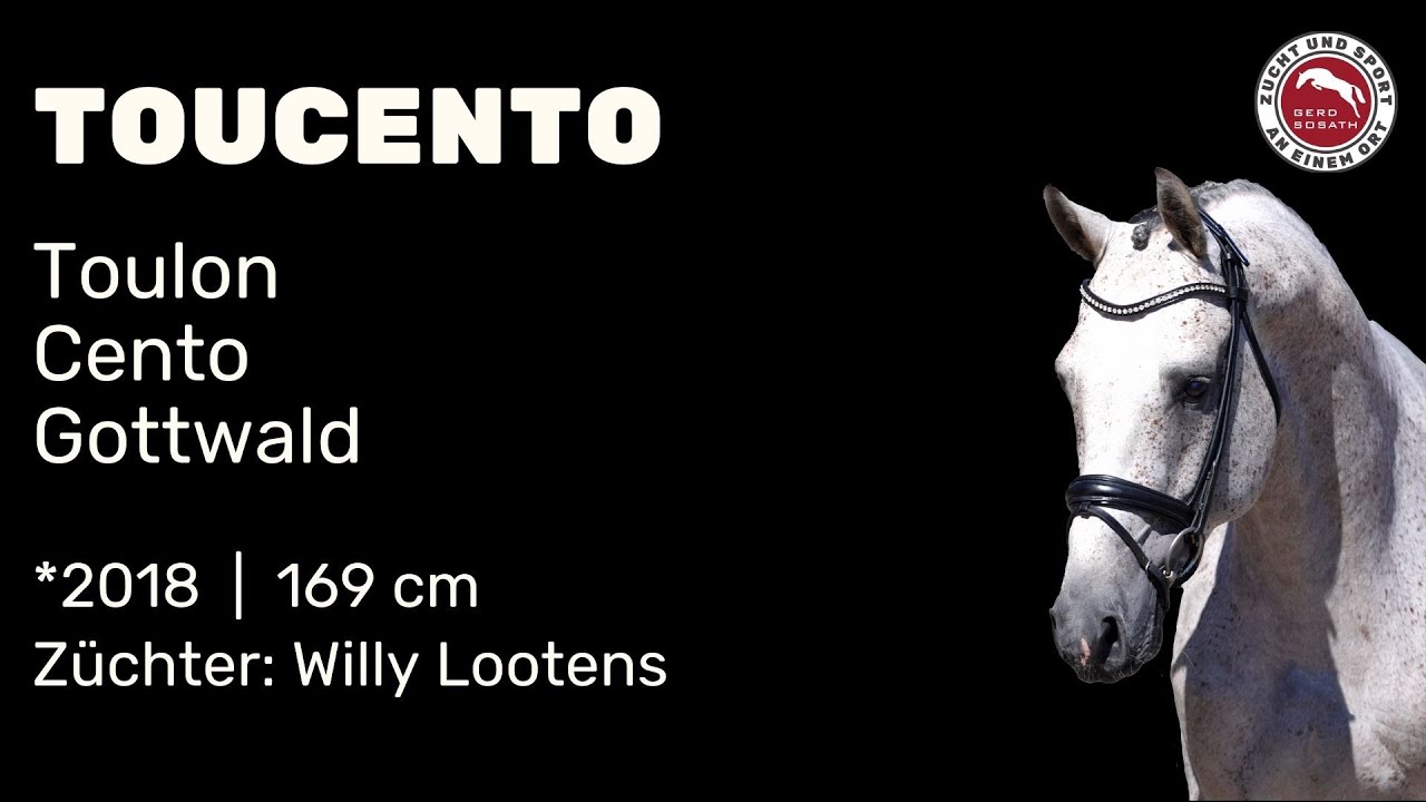 Toucento *2018 von Toulon x Cento | Hengstschau Sosath 2024