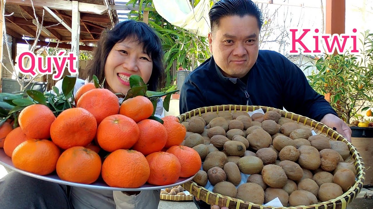 Hái quýt kiwi táo tàu làm mứt đón tết cổ truyền - người Việt ở Mỹ