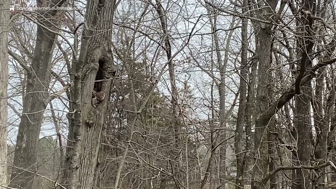 Owlspeak