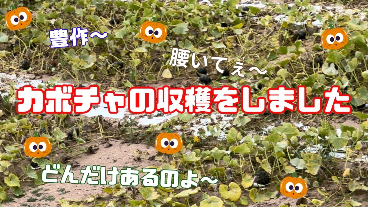 〜かぼちゃの収穫編〜