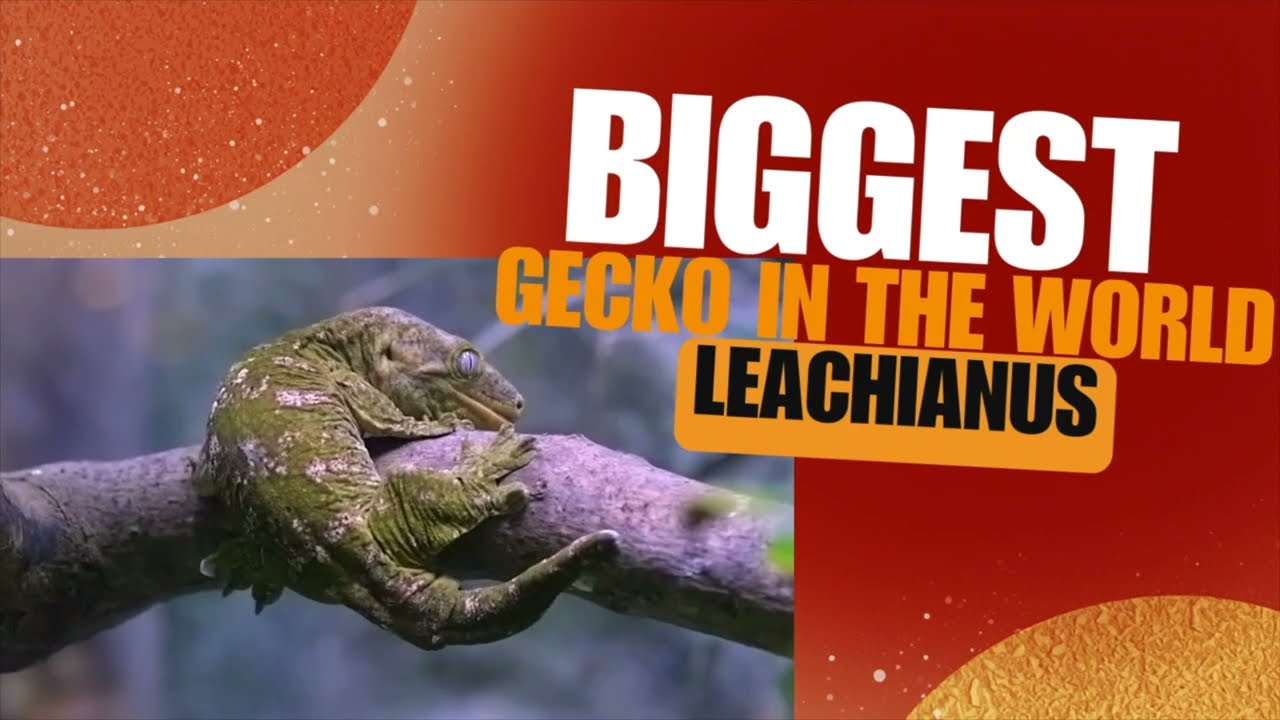 Leachianus - BIGGEST Gecko in the Entire World