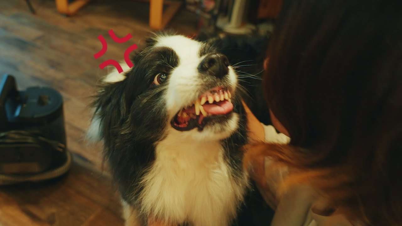 ボーダーコリーを飼うのに覚悟が必要な理由【雨の日ルーティン】