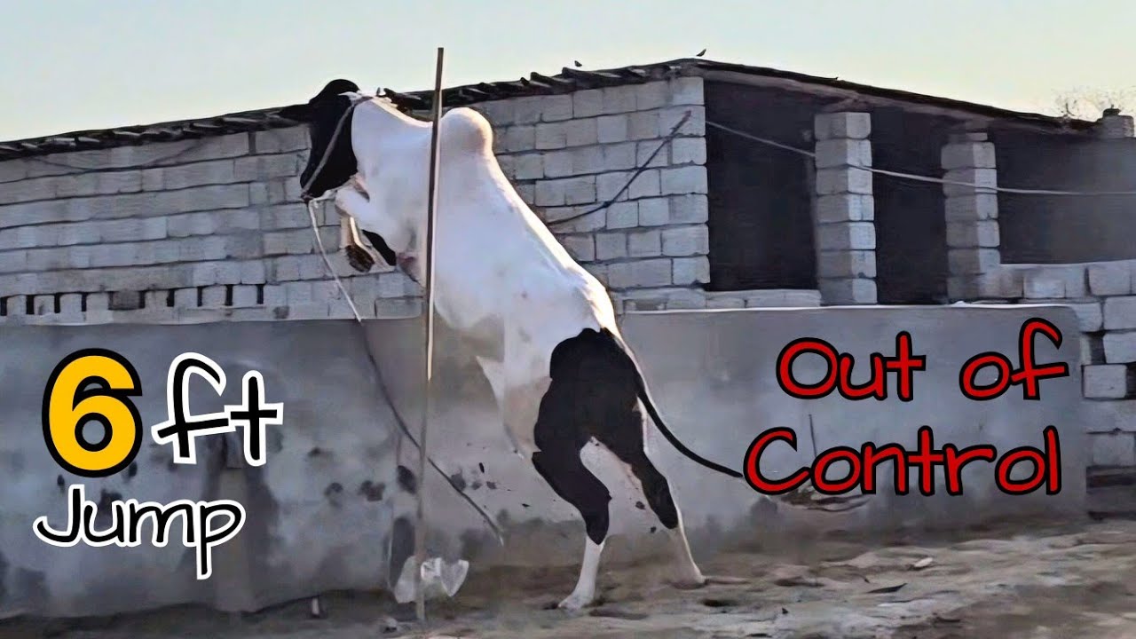 Malik Cattle Farm - Dangerous Bulls - Fateh Jang Bulls 2024 - Cow Mandi 2024 -Bakra Mandi 2024