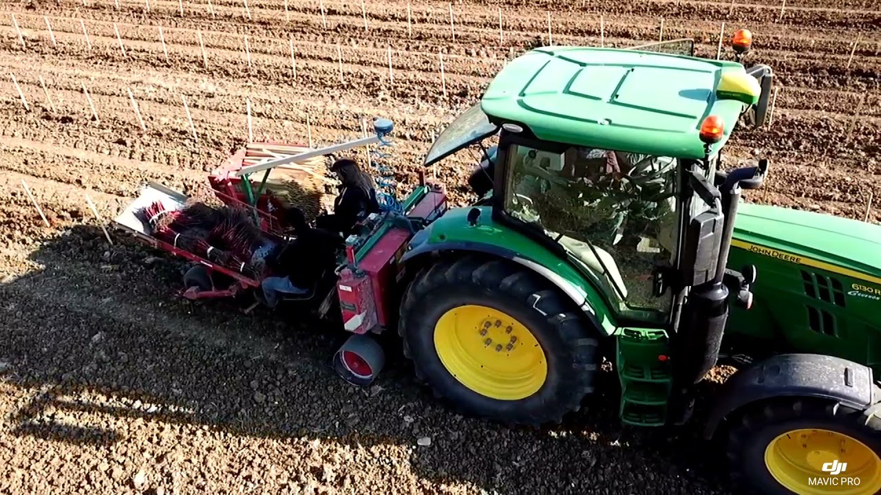 Plantation de Vigne AOC Cognac P&eacute;pini&egrave;res viticoles S.Bureau &agrave; Nercillac 16