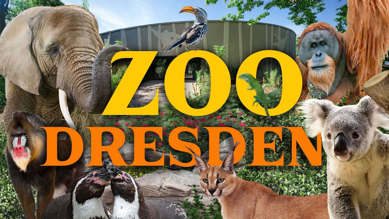 Inside Dresden Zoo and it's NEW Orangutan House!