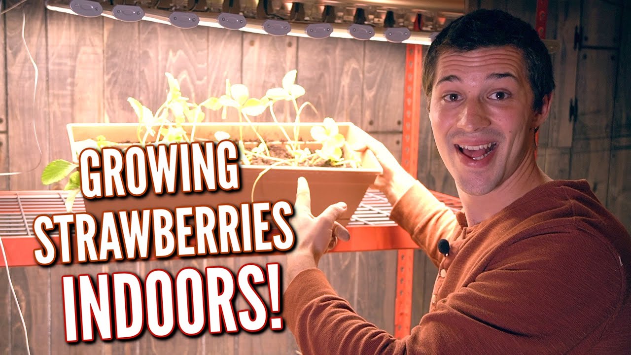 GROWING STRAWBERRIES INDOORS FOR THE WINTER!