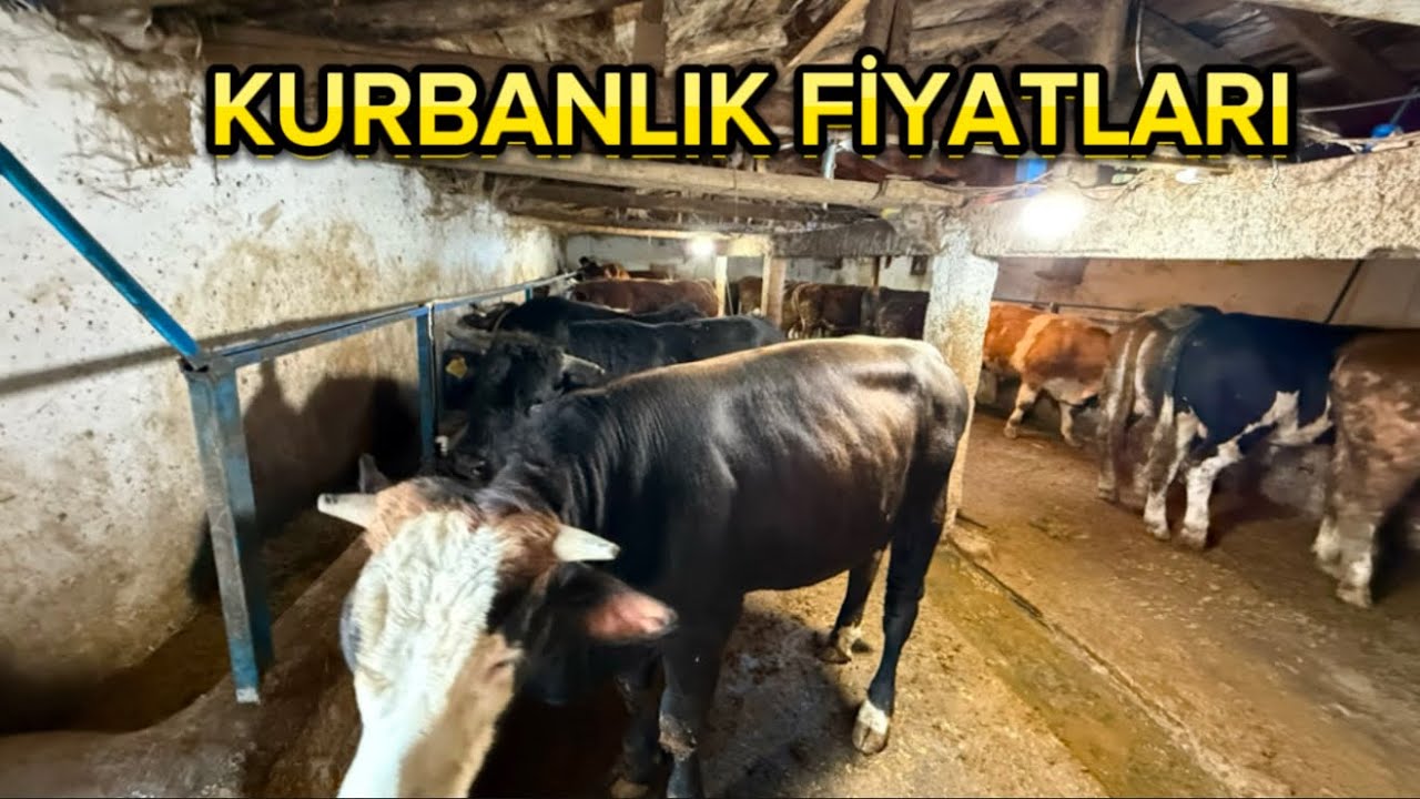 UCUZ MU PAHALI MI KURBANLIK FİYATLARI/BULL SALES