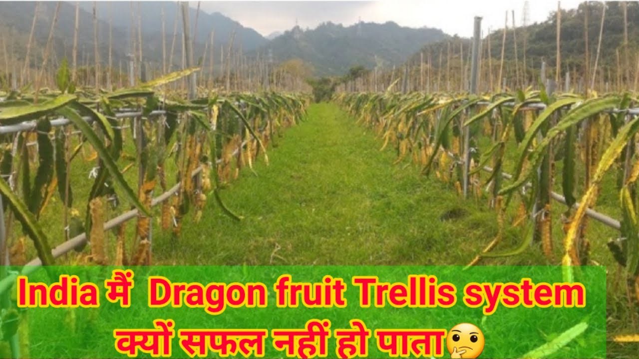 Dragon Fruit Farming | Trellis system Vs Pole system| Reason of failure in trellis system in india