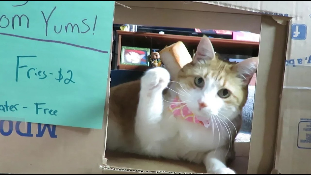 If A Cat Worked At A Fast Food Restaurant