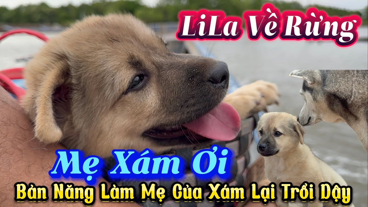 Bản Năng Làm Mẹ Của Xám Lại Trổi Dậy Khi Cún Con LiLa Lần Đầu Về Rừng Chơi Với Bầy