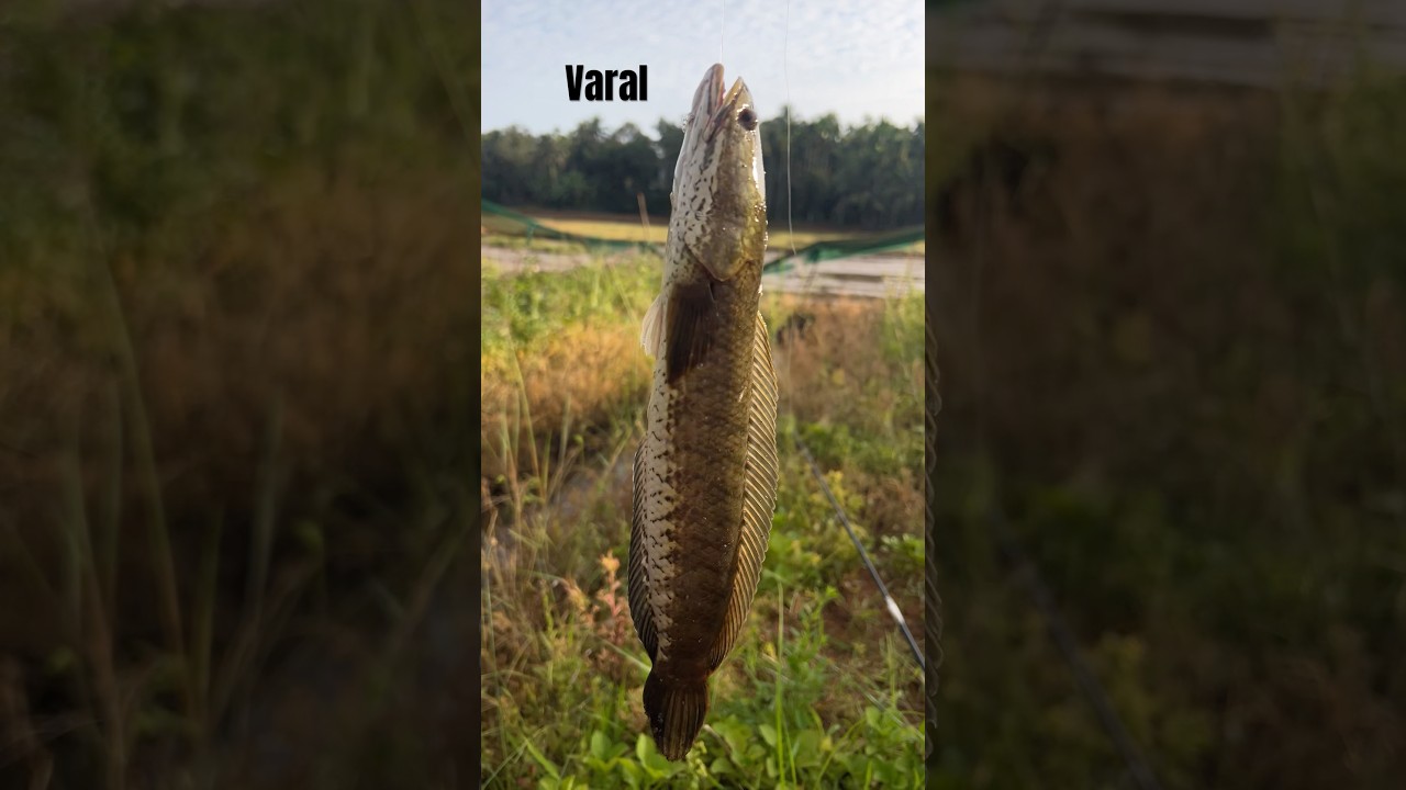 In kittiya kidilan varal  #fishingvideo #fish #varal #varalfish #varalshorts #varlivideo