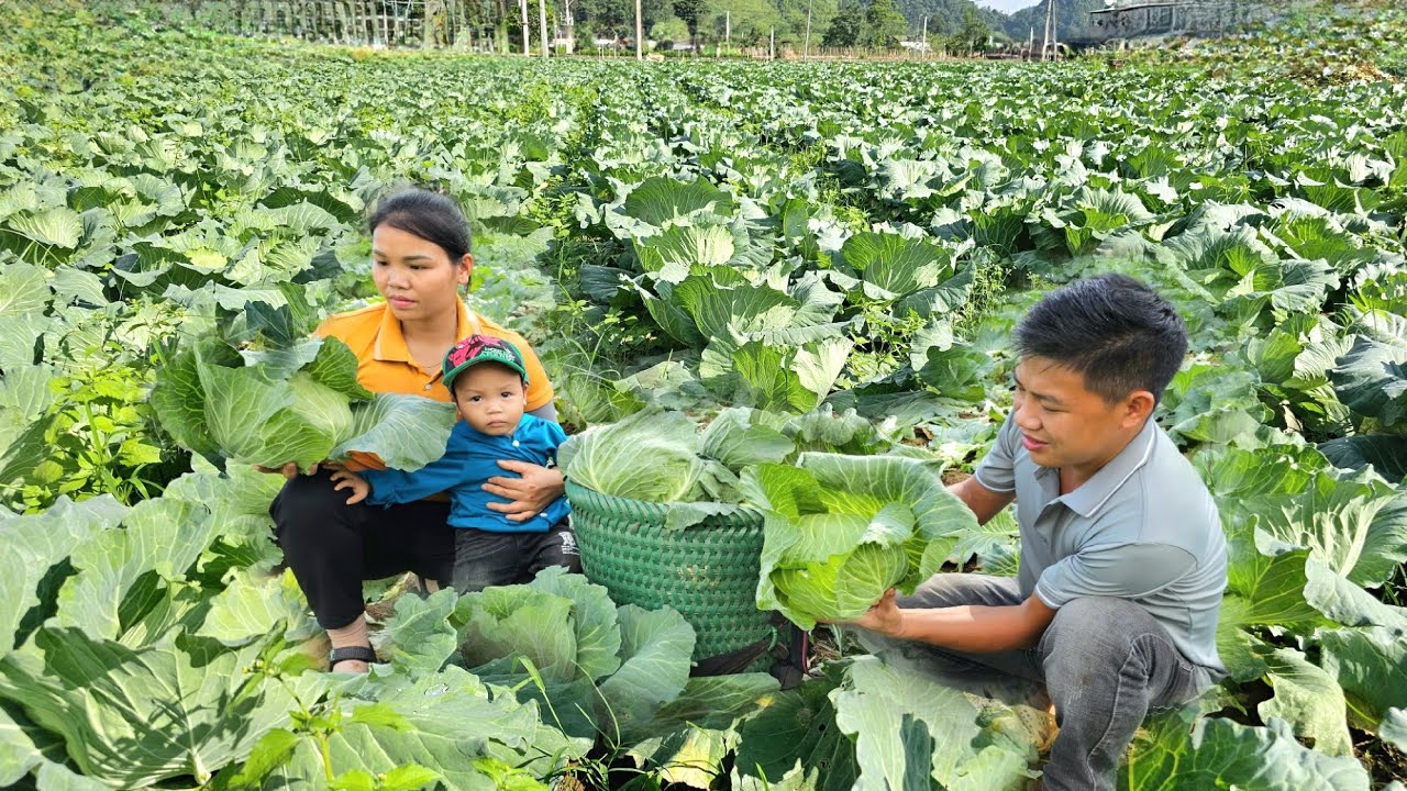 Harvest Fresh Cabbage Garden Goes to the market sell | Hà Tòn Chài