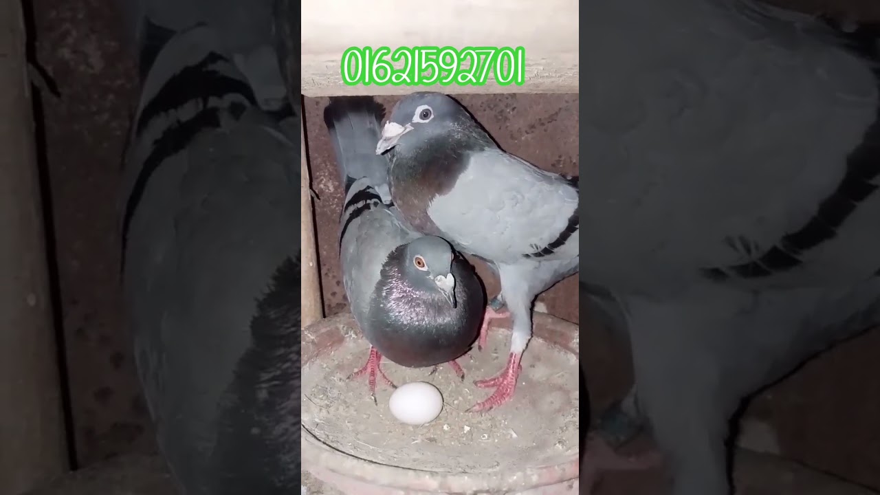 Racer kabutar price in Bangladesh #racer_pigeon #racer_kobutor #kabutar #pigeon
