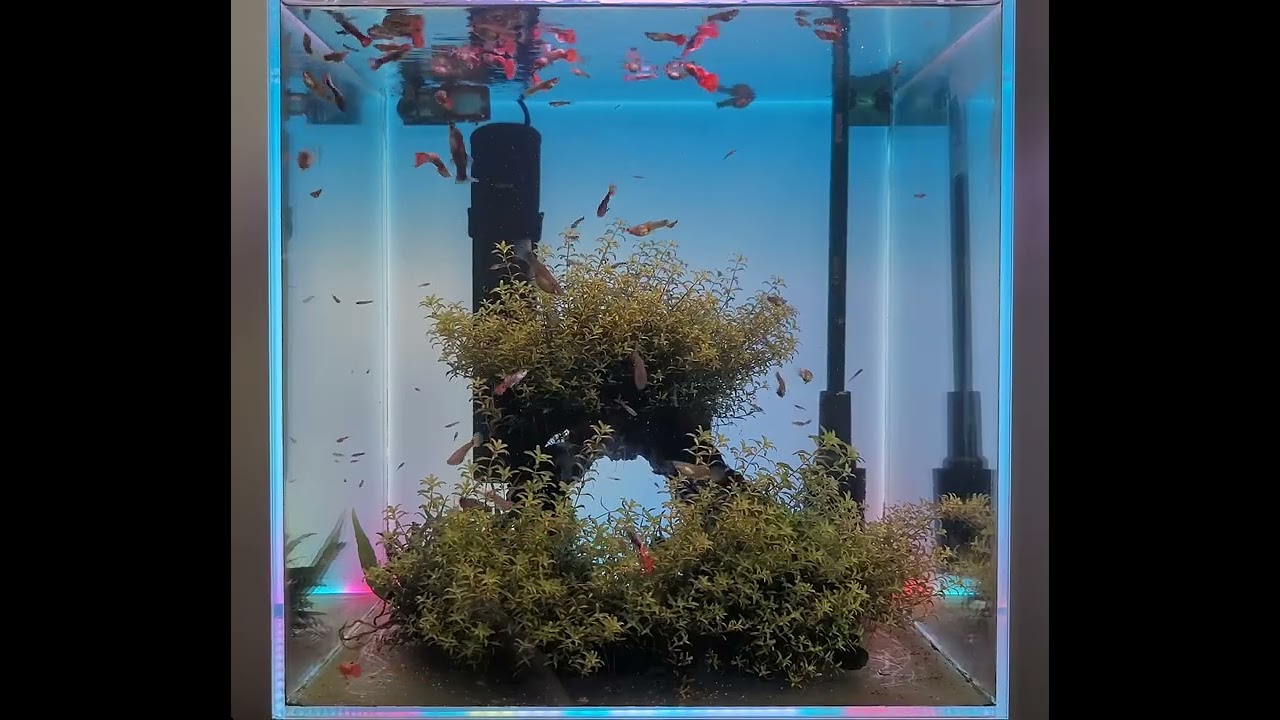 3/5 평화롭게 지내는 구피들 (HAPPY GUPPY)