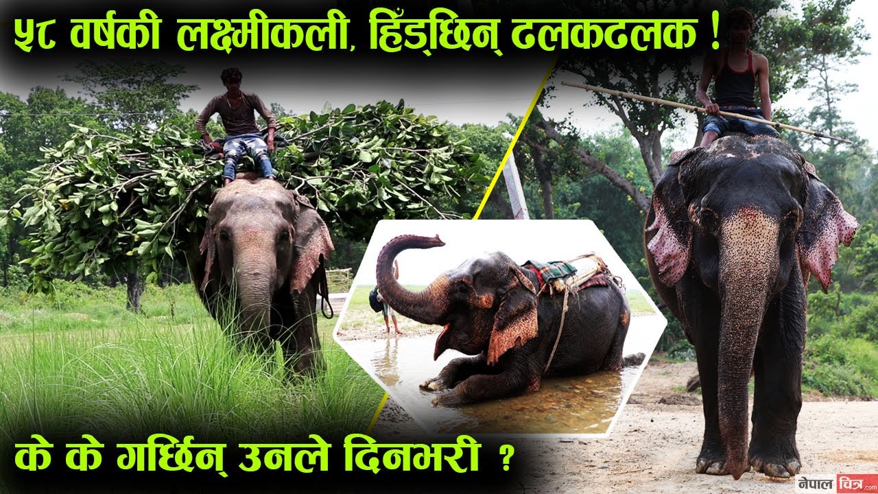 ५८ वर्षकी 'लक्ष्मीकली', यस्तो छ उनको दिनभरीको काम...│Nepal Chitra
