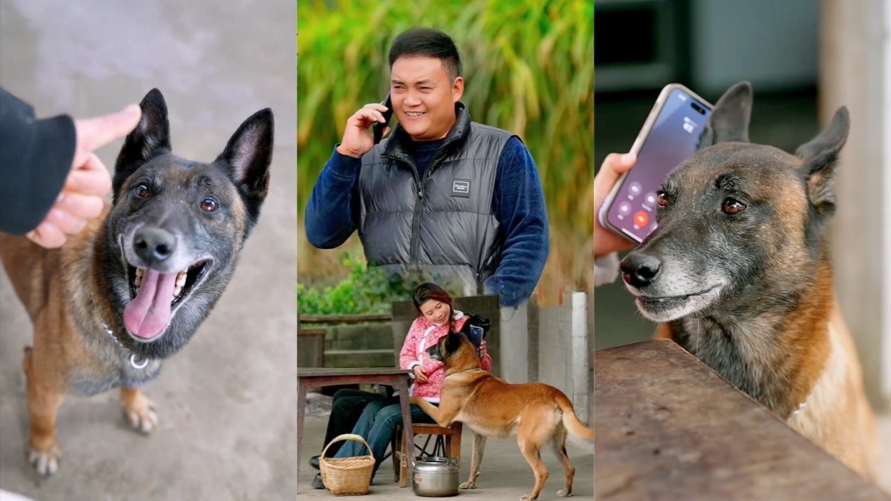 温馨生活：当狗狗成为家人，乡村日常中的忠实伙伴与无私奉献🐾❤️