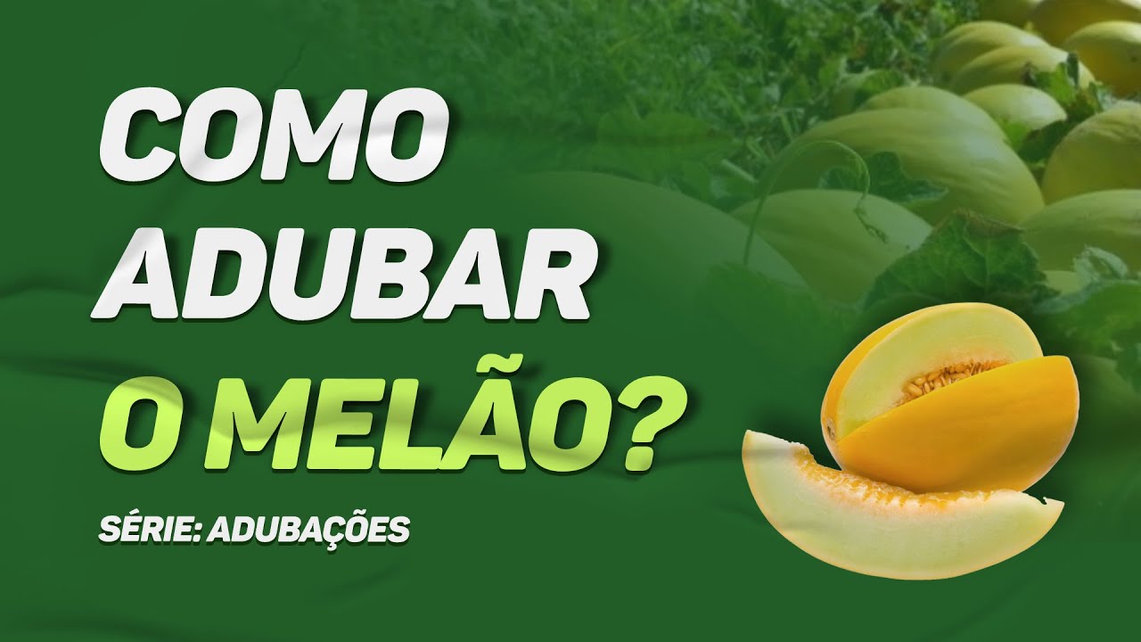 Aprenda calcular adubação - Melão | Série: Adubações
