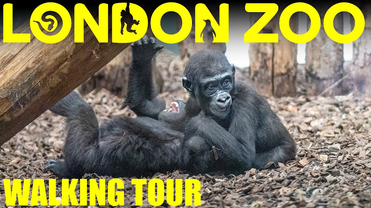 London Zoo -  Full Walkthough with Ultra Close up Animal Footage - Walking Tour