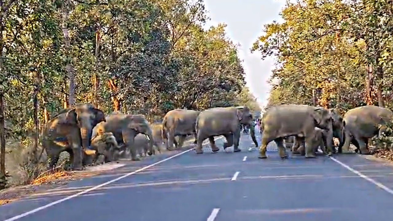 Elephant Crossing the Busy MainRoad in Jhargram