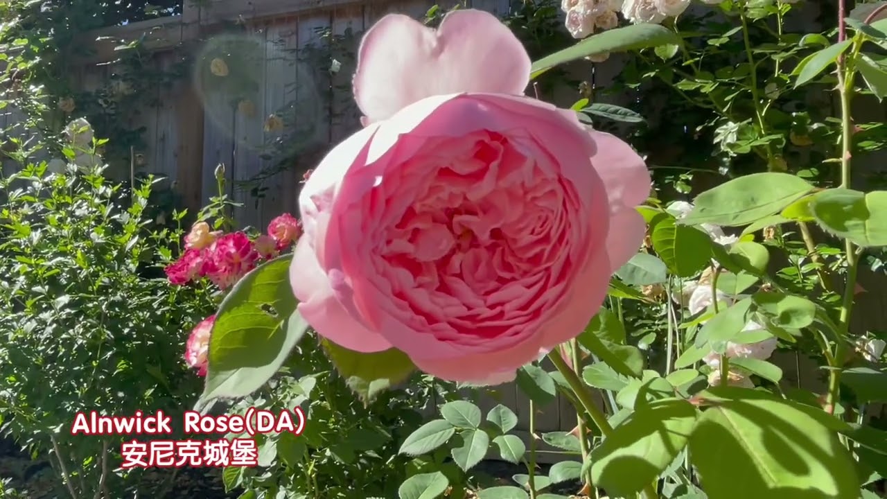 静静地盛开过，每一朵都舍不得忘记｜开启2025新的一季，期待和你们的再次相会