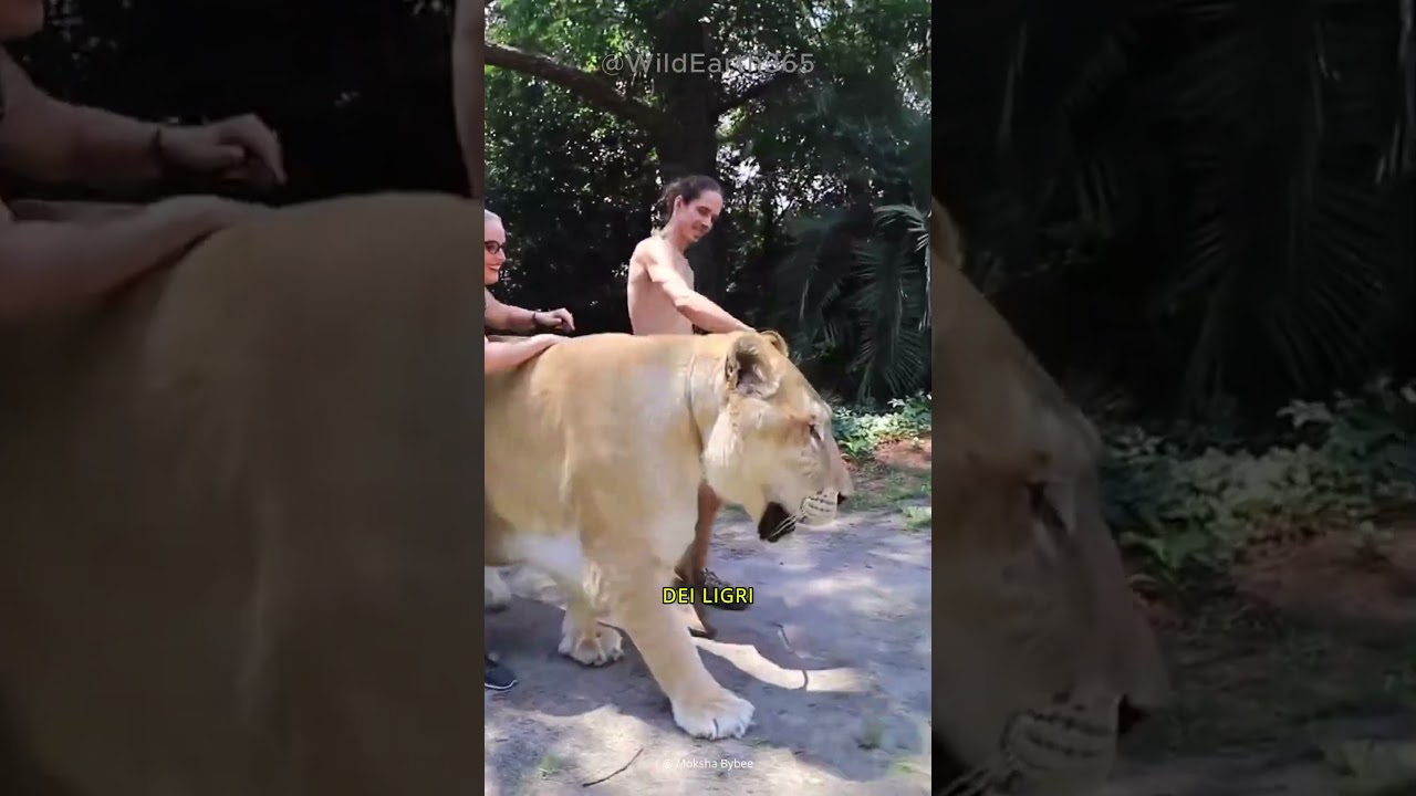 LIGRE - MET&Agrave; LEONE, MET&Agrave; TIGRE