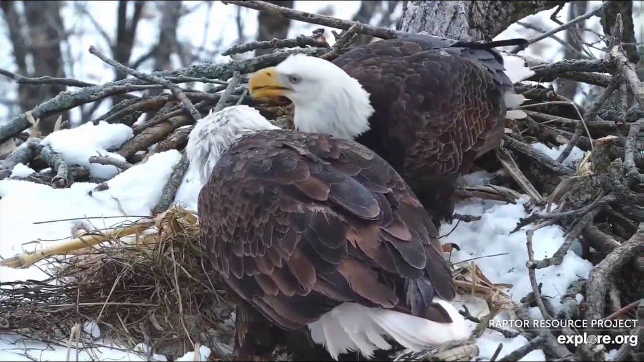 Decorah North Nest 1-6-21, 8 am Nestorations