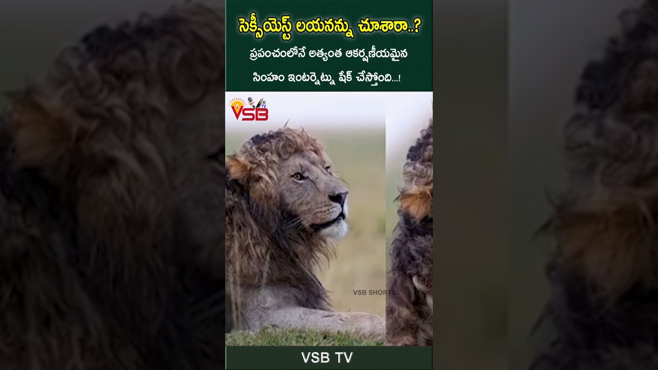 సెక్సీయెస్ట్ లయన్ను చూశారా#vsbtv #LatestNews #viralvideosFacebook #LatestUpdates #latest #livenews