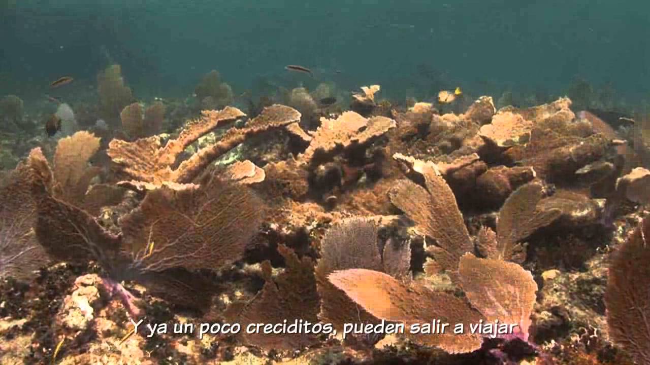 19. Turquesa y oropel. El Golfo y el Caribe