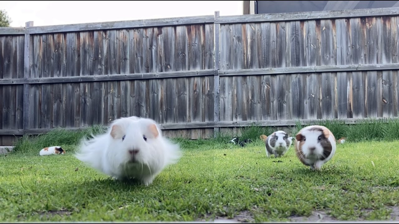 Running Guinea pigs