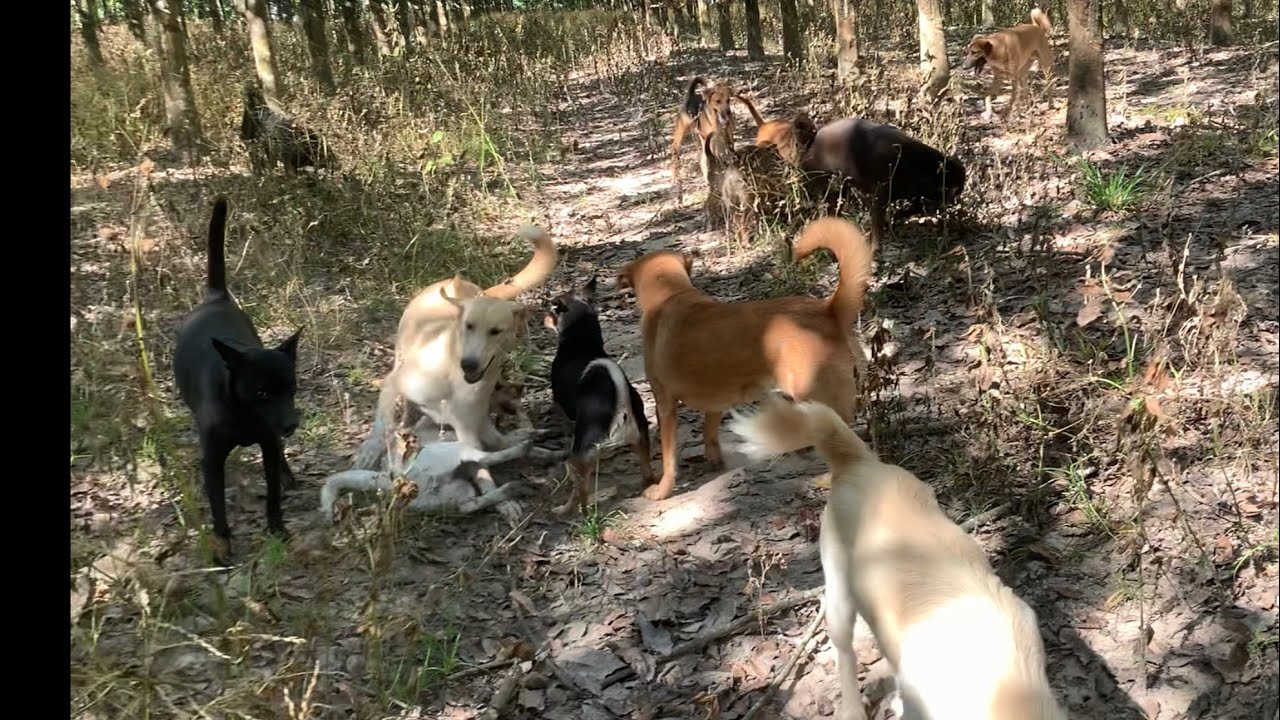 Em quay các bé ra vườn chơi Cô Chú xem vui nha!