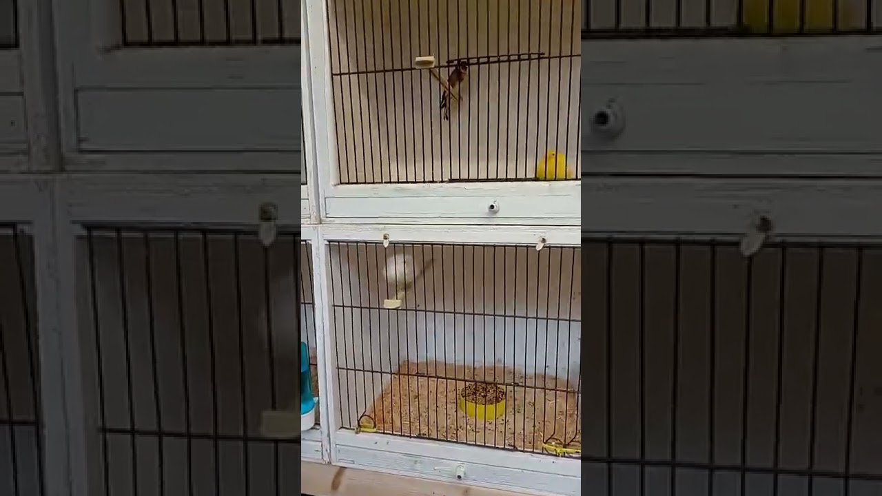 breeding season birds. goldfinch canary mule.seed condition eggfood mosaic dimorphic canarys  eggs