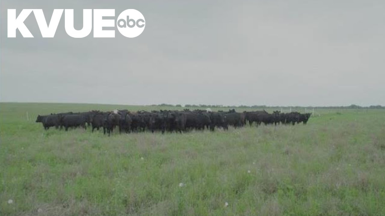 US plans to import more Argentine beef