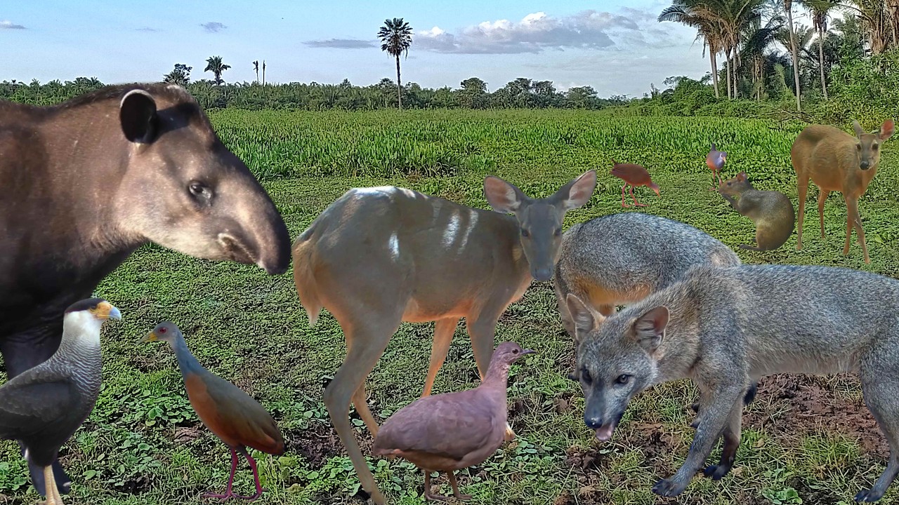 Jaós Paca Tatu-peba Saracuras Juriti Veado Catingueiro Cutia Anta Carcará Sururina e Raposa na Ceva