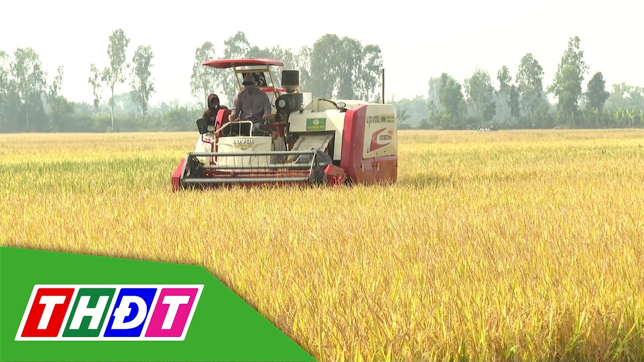 Niềm vui trúng mùa nhờ ứng dụng phân hữu cơ Humic Bio | Hữu cơ cho nông sản Việt - 24/2/2026 | THDT