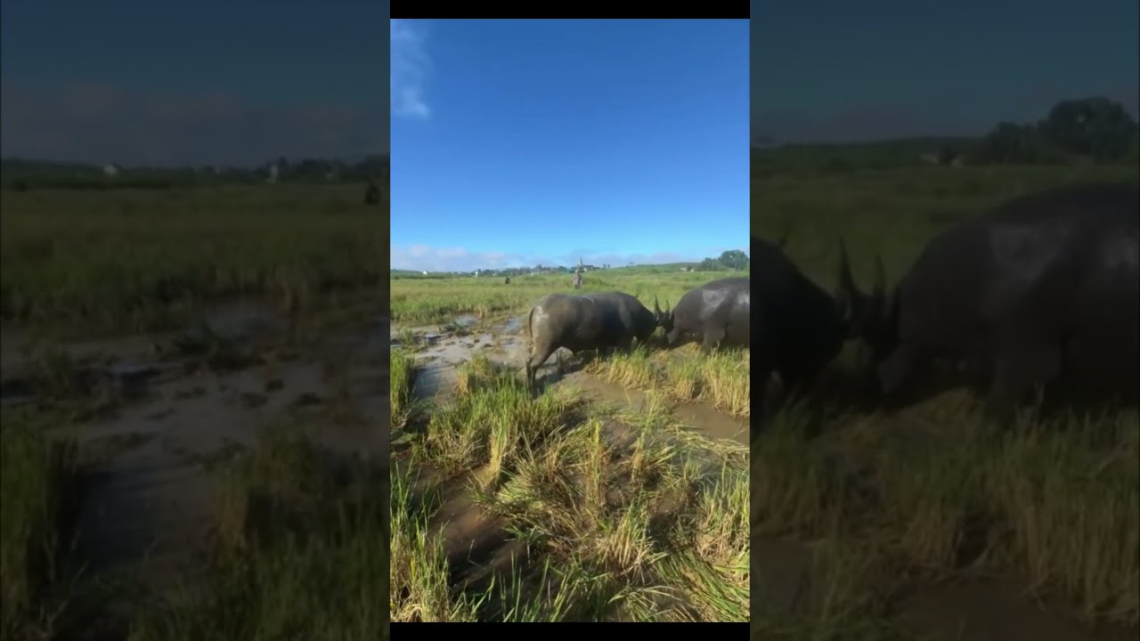 Wild Buffalo Clash &ndash; Mud, Power & Strength! 🐃🔥 BuffaloFighting #WildBuffalo