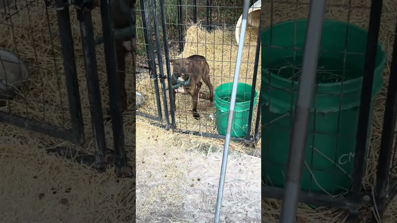 dog talk /breeding #gamedogs #apbt #pitbull #doglife 