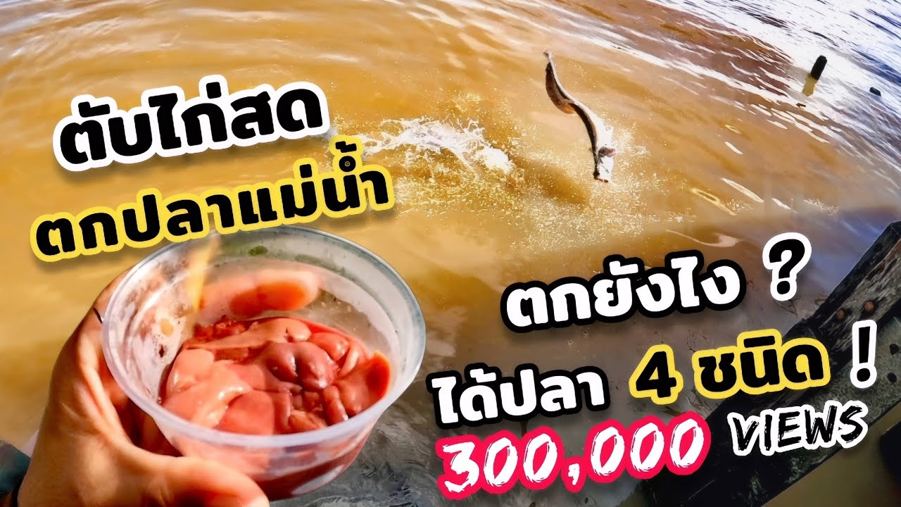 ซอยจุ๊ ตับไก่สด ล่อปลาแม่น้ำ .. แซ่บบักคัก เกินห้ามใจ !! (Ep. 99)