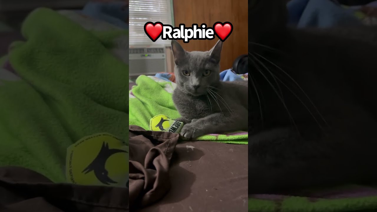 Ralphie - #Epic #cat #rescue from a #tree after 5 days up there