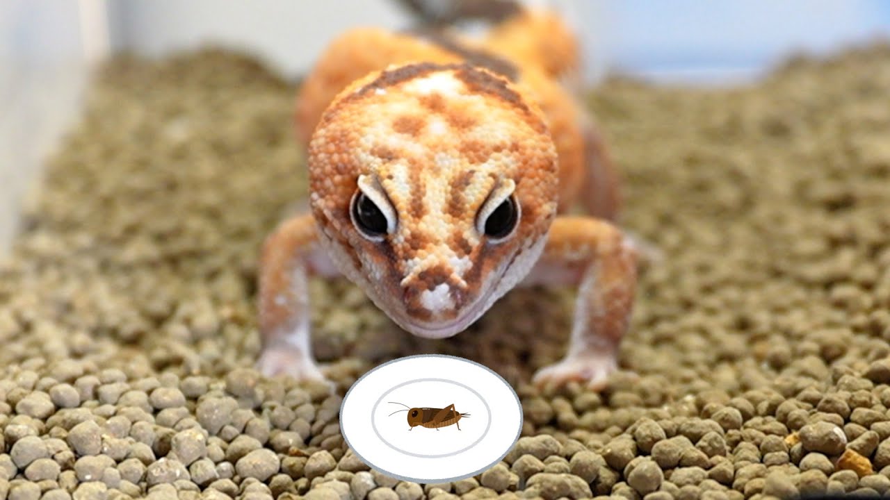 ヤモリは食べる子ほど育ちます【ニシアフリカトカゲモドキ】