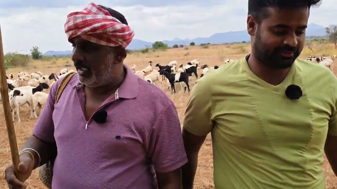 గొర్లు కొంటానని ఏం చేశాడో చూడండి #comedy #funny #entertainment #laughing #sheeps #fun #viral 