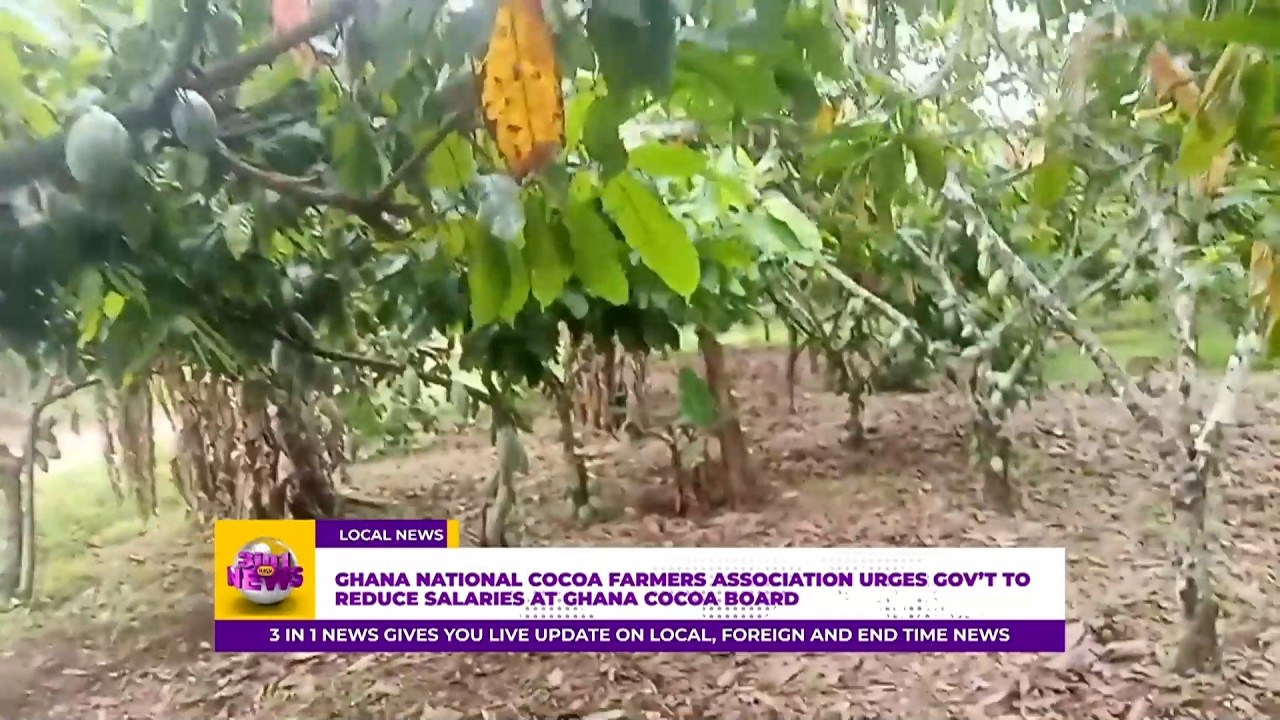 Ghana National Cocoa Farmers Association Urges Gov’t To Reduce Salaries At Ghana Cocoa Board