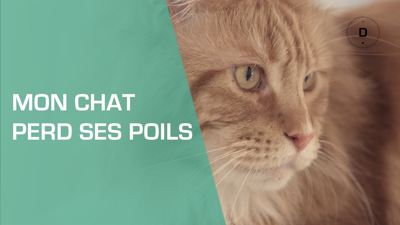 Mon chat perd ses poils : que faire ? - Animaux