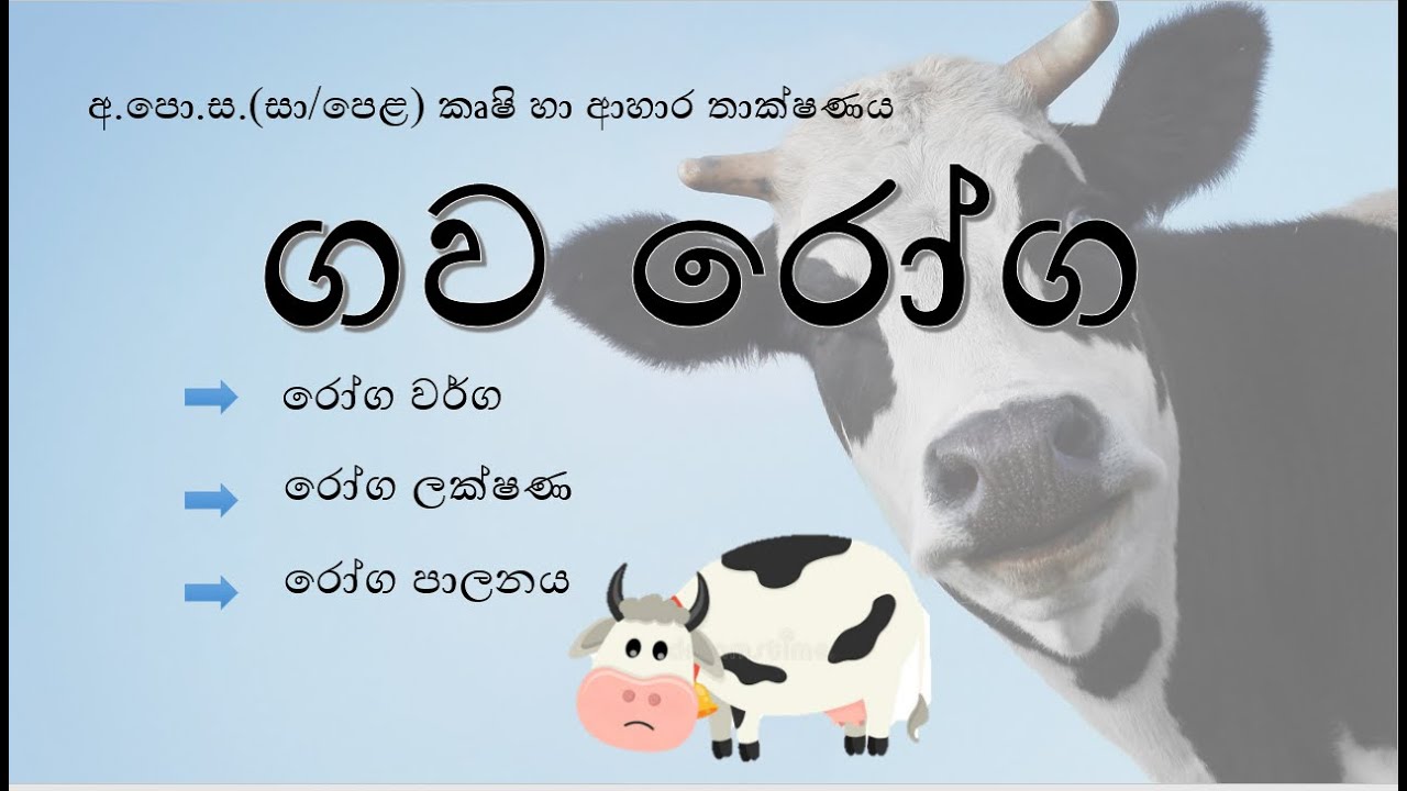 ගව රෝග | සත්ත්ව පාලනය 11 වසර  | සාමාන්‍ය පෙළ කෘෂි හා ආහාර තාක්ෂණය | o/l agri
