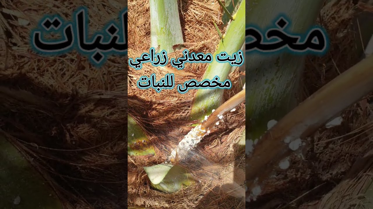 مكافحة البق الدقيقي على النخيل