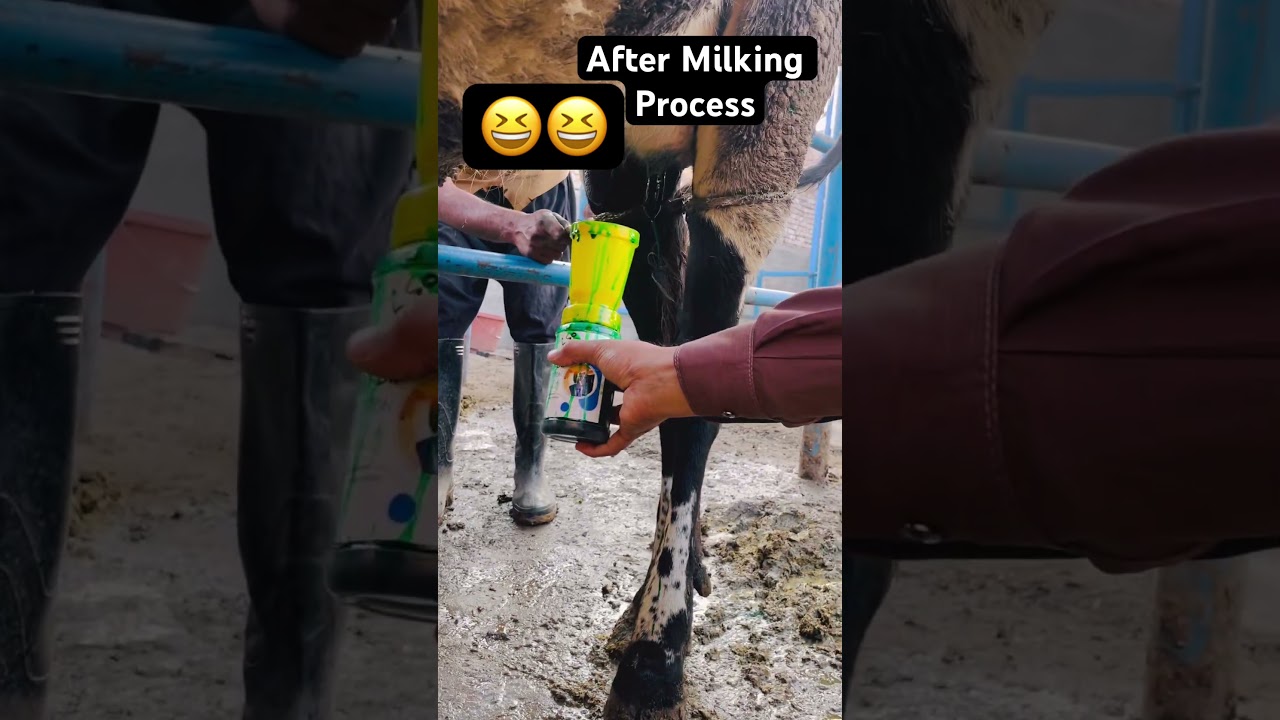 How to After Milking Process 