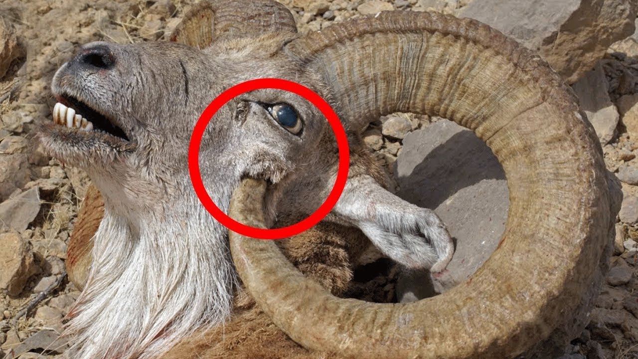 Most Dangerous Animal Body Parts That Can Kill Them