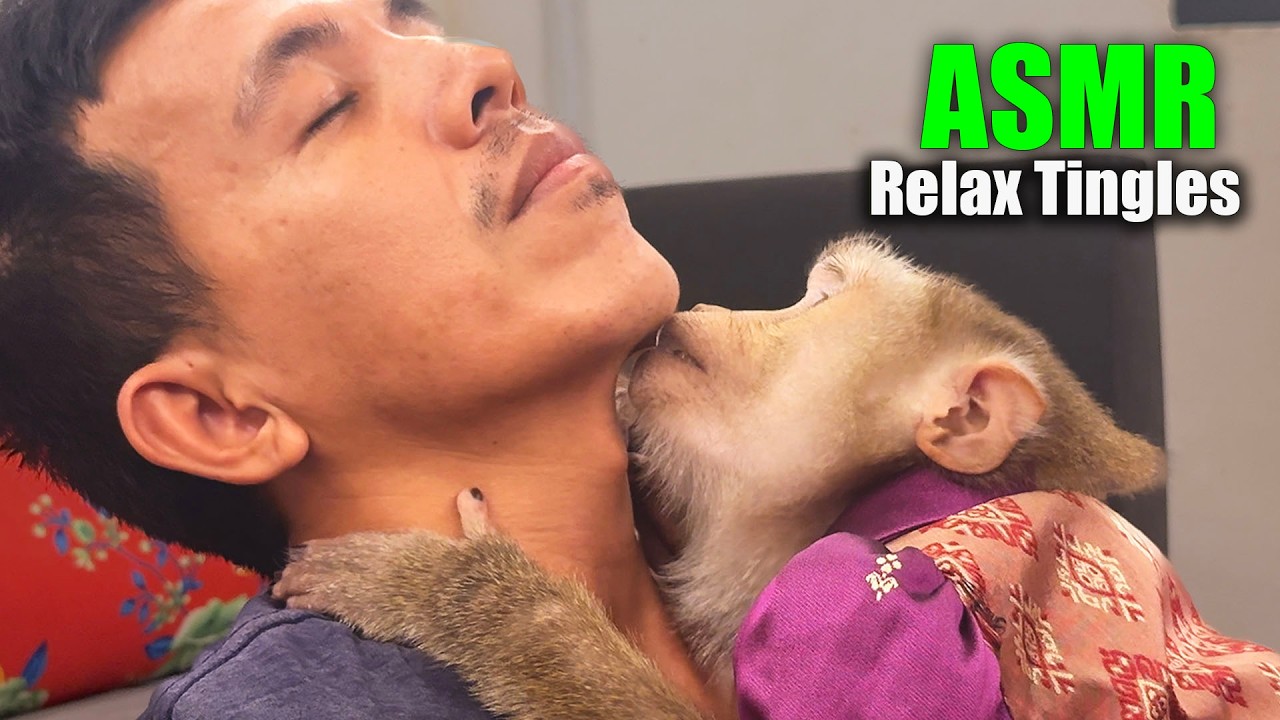 ASMR Grooming With Judy | The Most Relaxing Monkey Sounds For Pure & Deep Relaxation